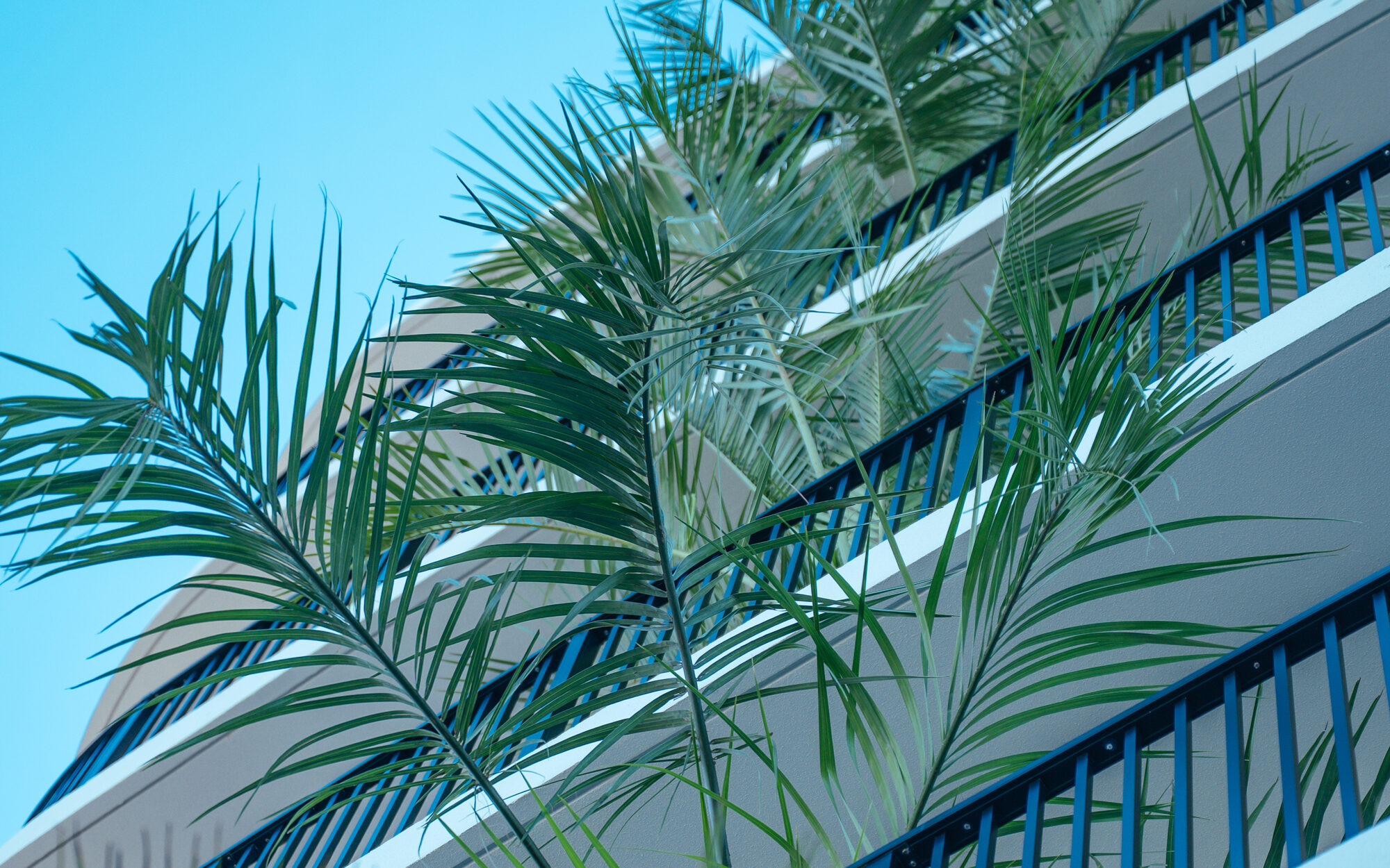 Palm Bay Hotel Araha 外観とヤシ